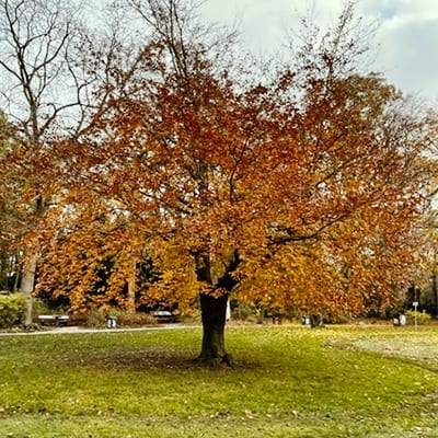 Rotbuche im Hammer Park